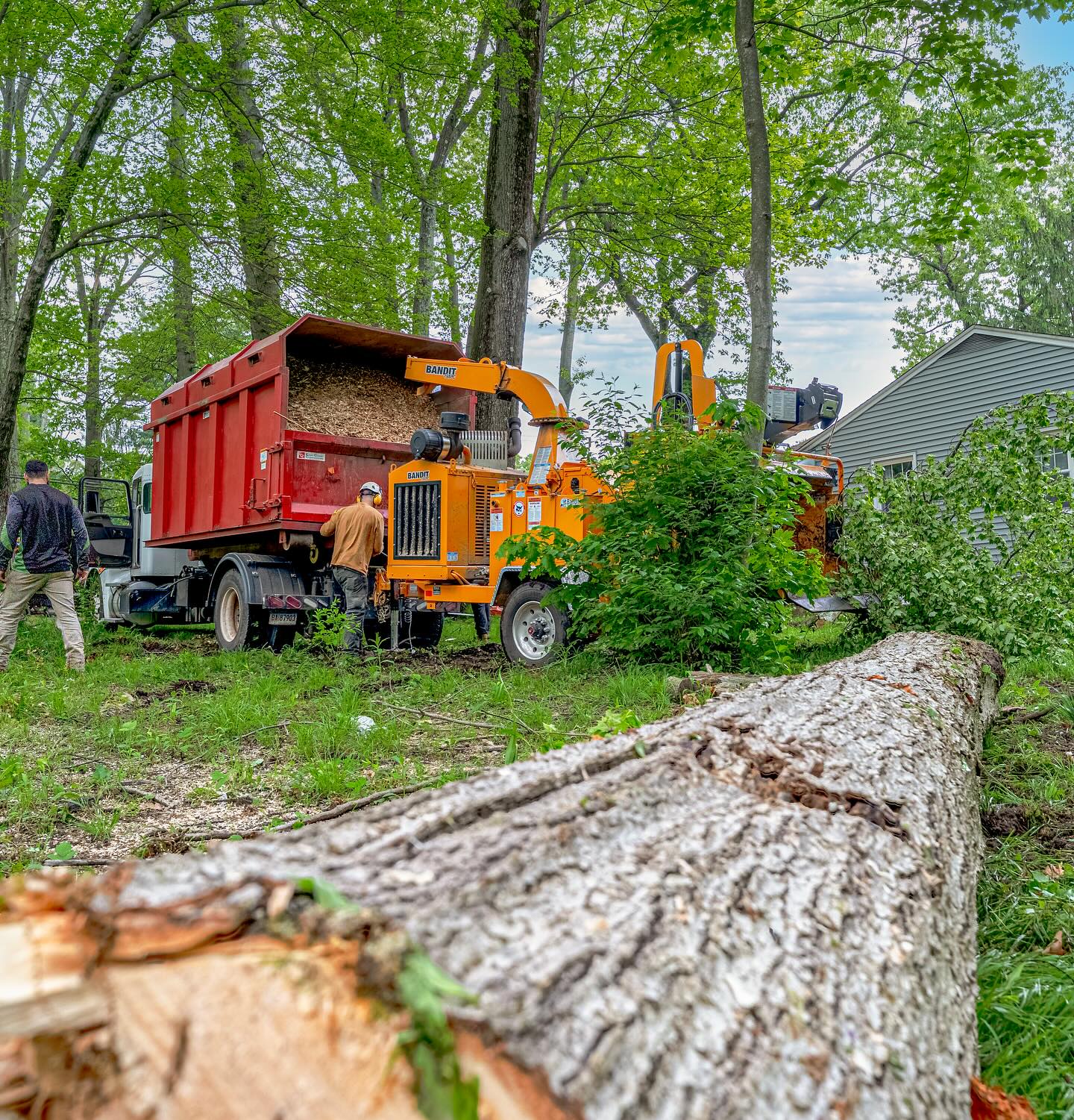 tree-trimming-simsbury-ct Tree trimming service in Simsbury, CT by USA Tree Experts team using professional equipment